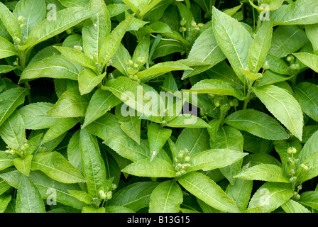 Dogs mercury Mercurialis perennis plants flowering and seeding in woodland in early spring Stock Photo
