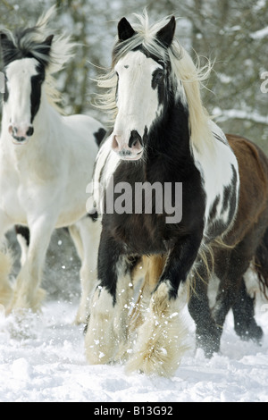 Gypsy Cob, Tinker. Three horses galloping in snow Stock Photo