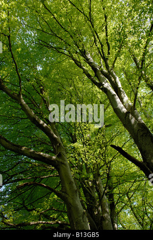 Looking up through spring foliage on large beech Fagus sylvatica trees at Blackbury Camp Devon Stock Photo