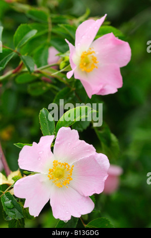 Dog rose (Rosa canina) flowers isolated on a white background Stock ...