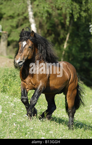 Rhenish-German Cold-Blood - walking on meadow Stock Photo