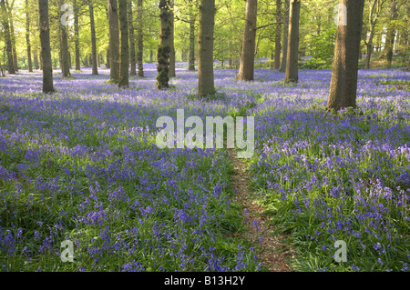Wild Bluebells and tree trunks in the Norfolk countryside Stock Photo
