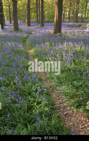 Footpath leading through Blickling Great Wood, Norfolk UK Stock Photo