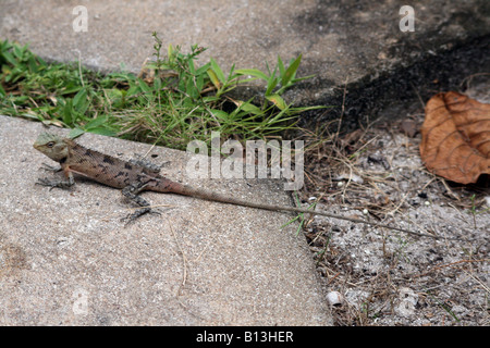 Lizard [Bandos Island, Kaafu Atoll, Maldives, Asia].                                                                           . Stock Photo