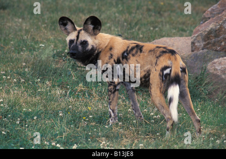 lycaon Afrikanischer Wildhund Hyaenenhund African Hunting Dog Lycaon pictus African Wild Dog side adult Africa animal animal in Stock Photo