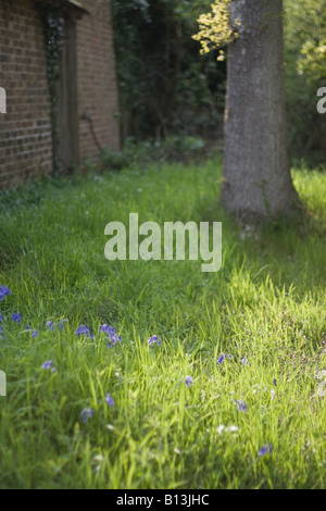 bluebell patch in the sun Stock Photo