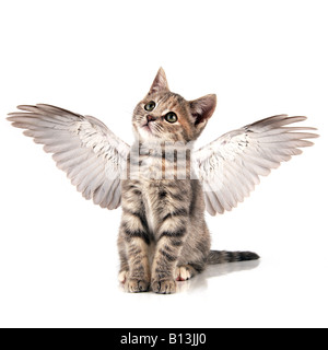 angel-kitten-b13jj0.jpg
