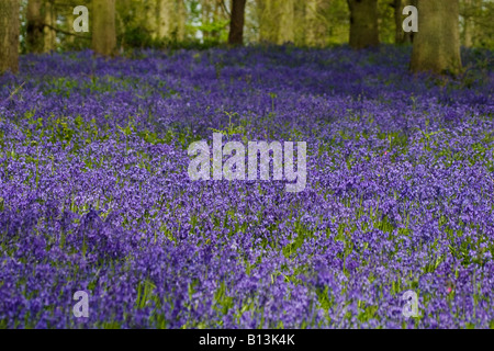 Carpet of bluebells in an ancient Norfolk wood. Stock Photo