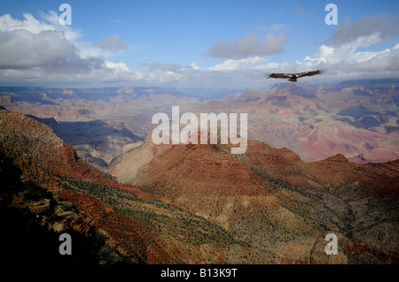 Condor soars over Grand Canyon Stock Photo