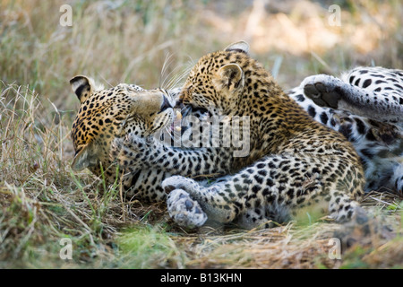 Africas Big Cats | These Include Lion Leopard And Cheetah