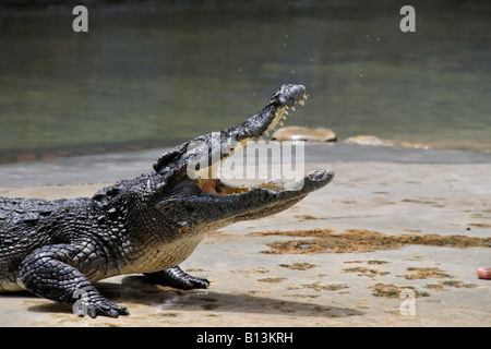 Dangerous crocodile with his mouth wide open at crocodile show. Stock Photo