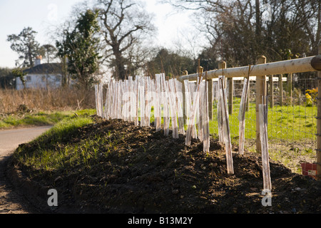 A new garden hedge planted beside country road. Borders of Hampshire and Dorset. UK. New plants protected by plastic covering. Stock Photo