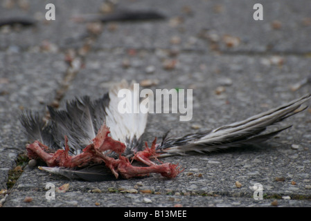 Dead bird - remains on the pavement, victim of a city cat Stock Photo