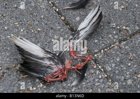 Dead bird - remains on the pavement, victim of a city cat Stock Photo