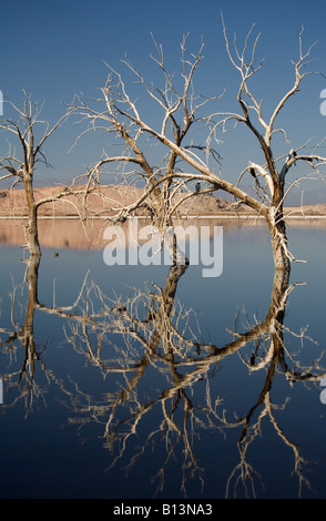 Trees killed by rising levels of the saline Salton Sea, California Stock Photo