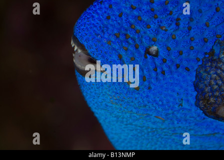 Paracanthurus hepatus, Yellow-tail blue Tang mouth, Acanthuridae Stock Photo