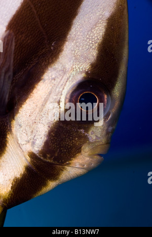 Young Platax orbicularis, Bat Fish Stock Photo