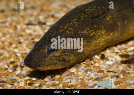 Monopterus, albus, asian swamp eel Stock Photo