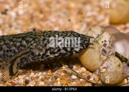 Polypterus ornatipinnis, Ornate Bichir, Africa freshwater fish, living fossil Stock Photo