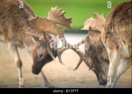 Two fallow deer dama dama during a rut Stock Photo