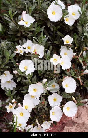 CONVOLVULUS CNEORUM AGM Stock Photo