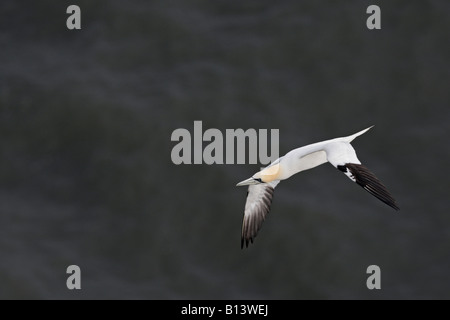 Gannet Morus bassanus in flight Bempton clifs Yorkshire Stock Photo