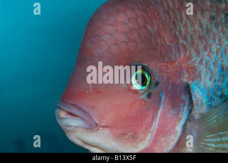 Vieja synspila, Redhead Cichlid, Cichlidae, South America, male Stock Photo