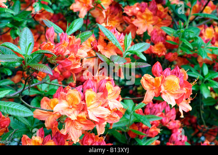 RHODODENDRON GLOWING EMBERS KNAPHILL AZALEA Stock Photo