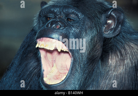 Oestlicher Schimpanse Eastern Common Chimpanzee Pan troglodytes yawning Affen Africa Afrika animals apes behaviour chimpanzé com Stock Photo