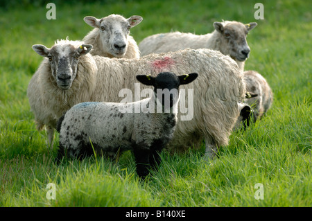 North of England mule ewe sheep with blackface cross lamb on good grass