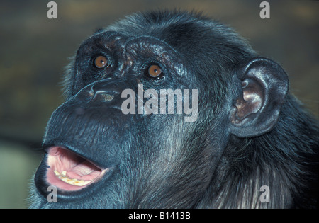 Oestlicher Schimpanse Eastern Common Chimpanzee Pan troglodytes yawning Affen Africa Afrika animals apes behaviour chimpanzé com Stock Photo