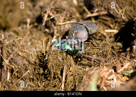 Green Dung Beetle (Garreta nitens) and Dung Beetle  (Scarabaeoidea) - South Africa Stock Photo