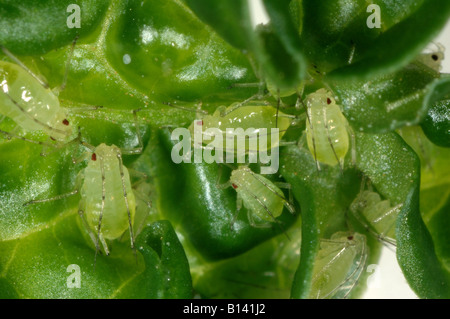 Glasshouse potato aphids Aulacorthum solani on chilli pepper leaf Stock Photo