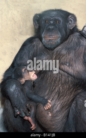 CHIMPANZEES PAN TROGLODYTES MOTHER NURTURING HER BABY africa african animal animals ape apes babies baby chimp chimpanzee chimpa Stock Photo