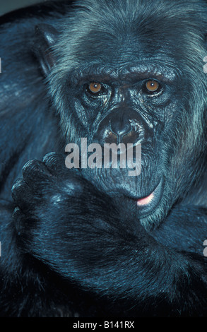 Oestlicher Schimpanse Eastern Common Chimpanzee Pan troglodytes Affen Africa Afrika animals apes behaviour chimpanzé commun chim Stock Photo