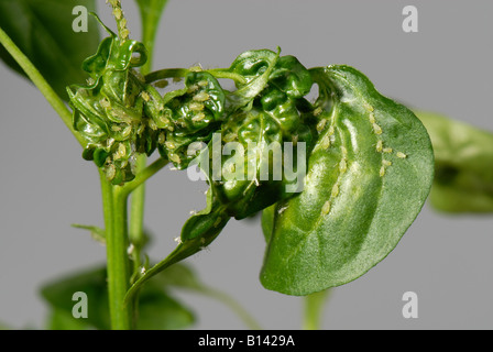 Glasshouse potato aphid Aulacorthum solani damage to growing tip of a chilli pepper plant Stock Photo