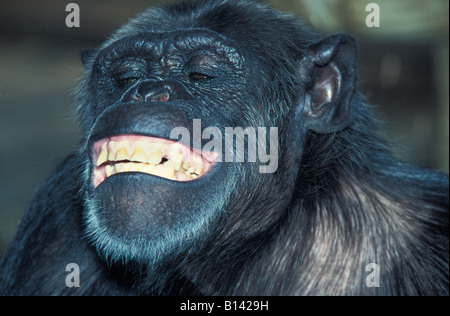 Oestlicher Schimpanse Eastern Common Chimpanzee Pan troglodytes yawning Affen Africa Afrika animals apes behaviour chimpanzé com Stock Photo