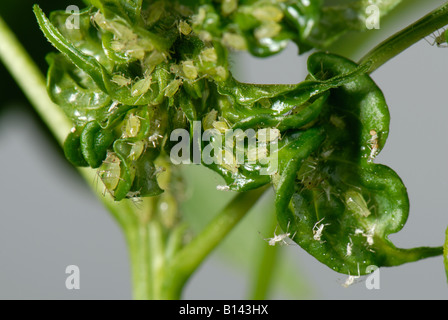 Glasshouse potato aphid Aulacorthum solani infestation on growing point of a chilli pepper plant Stock Photo