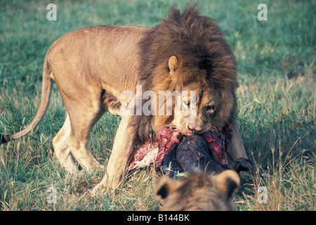 Lions eat a loot animal panthera leo animals carnivore hunt settles hunts lion nature wholeearth wildlife Stock Photo
