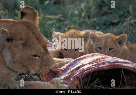 Lions eat a loot animal panthera leo animals carnivore hunt settles hunts lion nature wholeearth wildlife Stock Photo