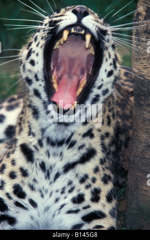 panthere Female Leopard yawning Panthera pardus adult adults Africa AFRICAN ANIMAL ANIMALS BIG BLOODED CARNIVORA CARNIVORE CARNI