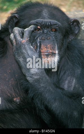 Oestlicher Schimpanse Eastern Common Chimpanzee Pan troglodytes Affen Africa Afrika animals apes behaviour chimpanzé commun chim Stock Photo