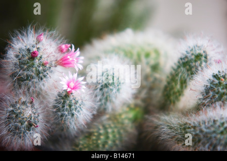 Flowering Mammillaria elegans cactus plant Stock Photo
