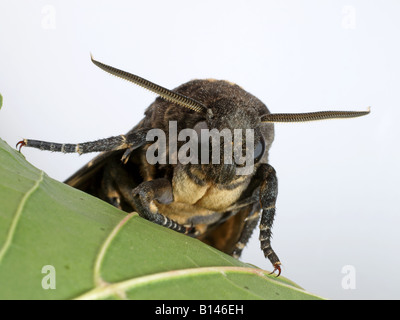 Compound eyes of Death's head hawk moth on a finger, Acherontia atropos ...