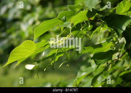 Common Lime Tree Tilia vulgaris Tiliaceae Stock Photo