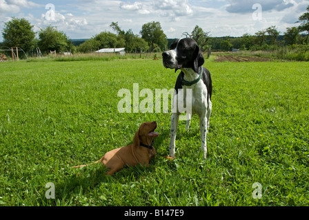 Stock photo of a Hungarian Vizsla playing with an older English Pointer dog in the garden Stock Photo