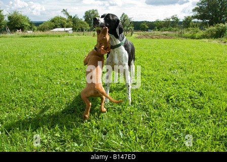 Stock photo of a Hungarian Vizsla playing with an older English Pointer dog in the garden Stock Photo