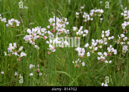 Rosy Garlic, Allium roseum, Liliaceae Stock Photo