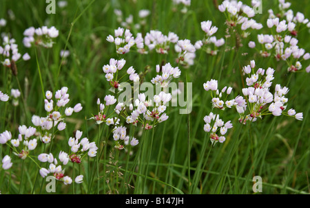 Rosy Garlic, Allium roseum, Liliaceae Stock Photo