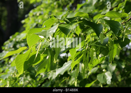 Common Lime Tree Tilia vulgaris Tiliaceae Stock Photo